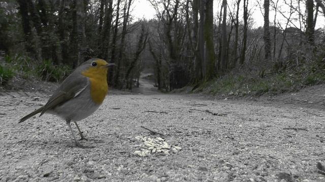 Videos for Cats to Watch - Robin Birds of Many Colours Chirping and Singing смотреть онлайн