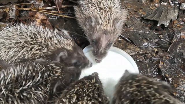 ОСИРОТЕВШИЕ ЕЖАТА НАУЧИЛИСЬ КУШАТЬ САМОСТОЯТЕЛЬНО