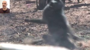 صيد قردة البابون ?بإستخدام القوس والسهم. Baboon  Monkey hunting using arrow and bow| बंदर का शिकार