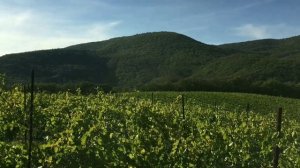 Из КРАСНОДАРА в АБРАУ-ДЮРСО - Стоит Посмотреть!