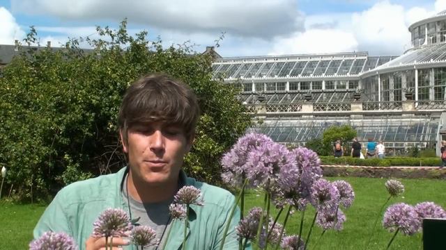 2.1 Enkimbladede og Alliaceae - Løgfamilien смотреть онлайн
