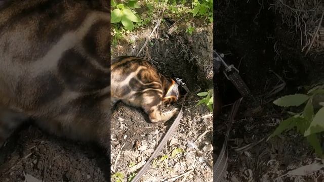 Кот крот ?? #кот #бенгальскаякошка #крот #животные #шортс смотреть онлайн