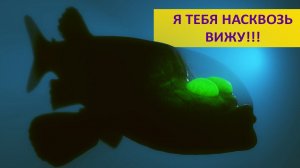 БОЧКОГЛАЗ - рыба смотрящая сквозь голову!!! Наталья Носова