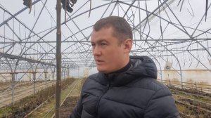 Павловния при -28?Увеличение зимостойкости Павловнии! Самый стресс-устойчивый сорт Павловнии!