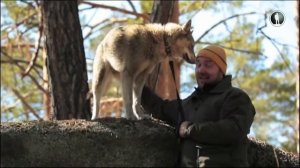 Планета собак. Западносибирская лайка. Часть 1