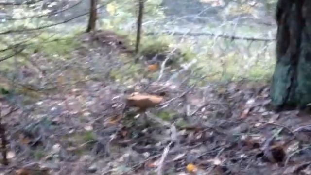 Огромные подосиновики в Ямуге смотреть онлайн