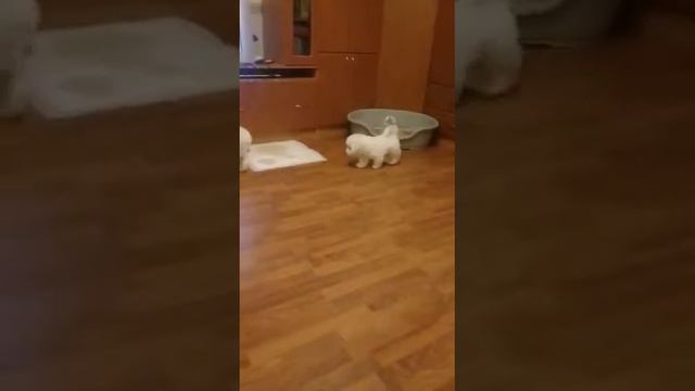 Щенки Бишон-Фризе (мальчики), готовы к продаже. смотреть онлайн