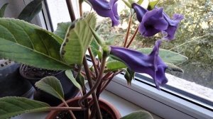 Тидея.Чем она отличается от глоксинии.