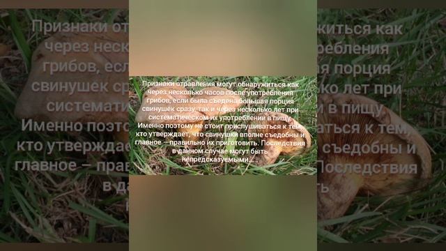 А вы ещё собираете свинушки? смотреть онлайн