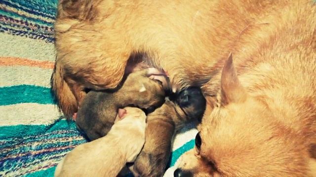 Новорожденные щенки чихуахуа смотреть онлайн