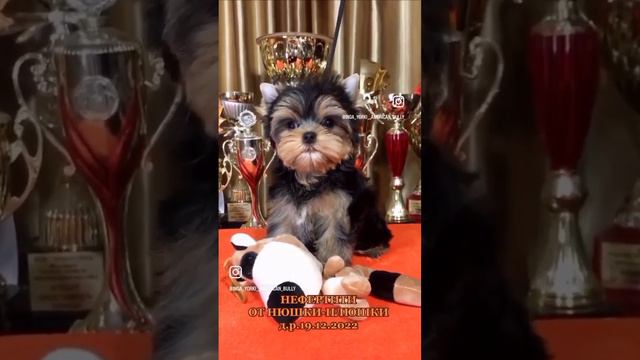 🥰🥰🥰Предлагается кукольная девочка йоркширского терьера . 🥰🥰🥰 смотреть онлайн