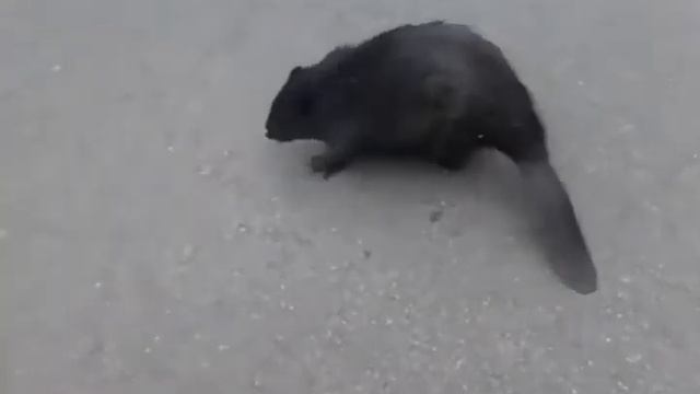 Моя встреча с бобром. смотреть онлайн