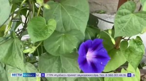 Уголовная ответственность теперь грозит за выращивание ипомеи трехцветной