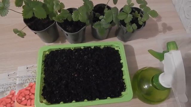 Садовая земляника из семян.Урожай в первый год посадки. смотреть онлайн