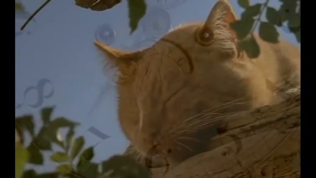 КАК КОШКИ ПРИРУЧИЛИ ЛЮДЕЙ (ДВАЖДЫ) смотреть онлайн