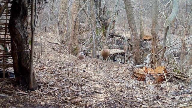 Что происходит у Избы без меня ? Фотоловушка: фазаны, сойки, сороки, синицы, дятел ? Изба из камыша смотреть онлайн