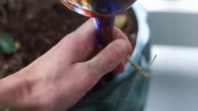 Уход за домашними растениями Флористика Колба для полива Обзор товара. Заказать с Алиэкспресс смотреть онлайн