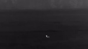 ОХОТА НА ВОЛКА, НА ПЕРЕХОДЕ. НУ КАБАН ДАЛ АДРЕНАЛИНА.#охотанаволка#волк#кабан#засидка#наволкасвышки