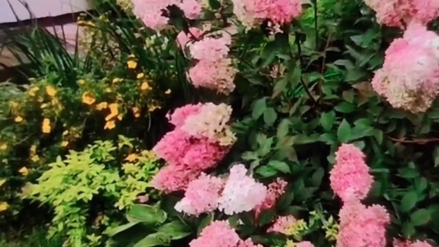 Как изменялась гортензия Ванилла Фрейз? в течение сезона смотреть онлайн