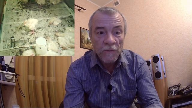 Стартовый корм для индюшат. Растем вместе. смотреть онлайн