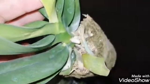 Орхидейные новинки моей коллекции! Посылочка смотреть онлайн