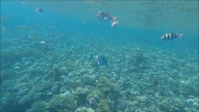 Schnorcheln Flamenco Beach Resort Quseir смотреть онлайн