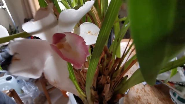 Cymbidium orchids care in UK: cultivation tips for these easy, colorful and often fragrant beauties смотреть онлайн