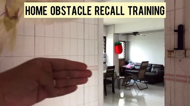 Pet Cockatiel Lemon: Home Obstacle Recall Training смотреть онлайн