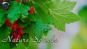 Исцеляющая музыка для Отдыха, Сна, Медитации | Шум дождя, пение птиц и ветряные колокольчики.