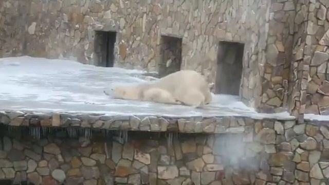 Белая медведица радуется первому снегу смотреть онлайн