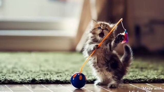 Милые котята, обои❤️❤️❤️ смотреть онлайн