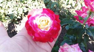 Роза Двойное удовольствие (Double Deligh) на rozapochtoi.ru