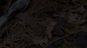 в БОЛОТЕ/набор ОФИЦЕРА/раскопки вов /metal detecting /кпв