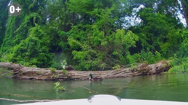 SUP серфинг ➤Катание на сапах ➤Река Кубань и природа Краснодара ➤сапы в Краснодаре ?Просочились смотреть онлайн