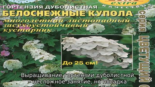 Гортензия дуболистная — описание сортов, посадка и уход смотреть онлайн
