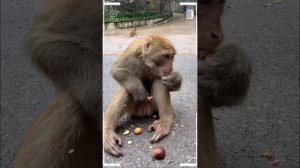 The Best of Monkey Eating Videos - A Funny Monkeys Compilation Ep105