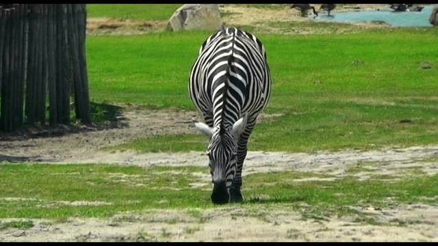 GO Safari - New Jersey... Panasonic HDC SD90 смотреть онлайн