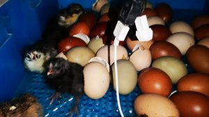 Начинается вывод цыплят из инкубатора Мараны и помесь