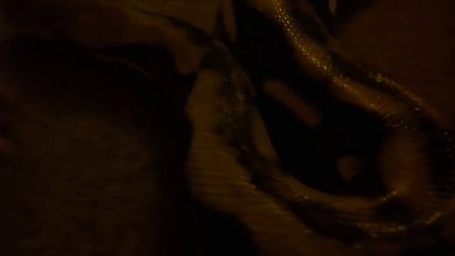 huge reticulated python смотреть онлайн