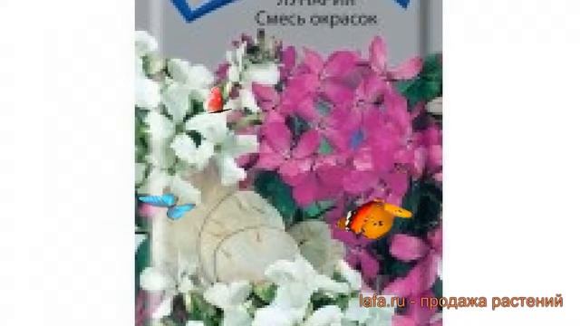 Лунария обыкновенная Смесь окрасок (smes okrasok) ? обзор: как сажать, семена лунарии Смесь окрасок смотреть онлайн