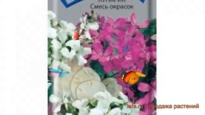 Лунария обыкновенная Смесь окрасок (smes okrasok) ? обзор: как сажать, семена лунарии Смесь окрасок