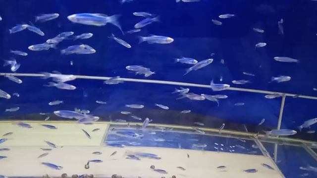 Данио рерио синий GloFish