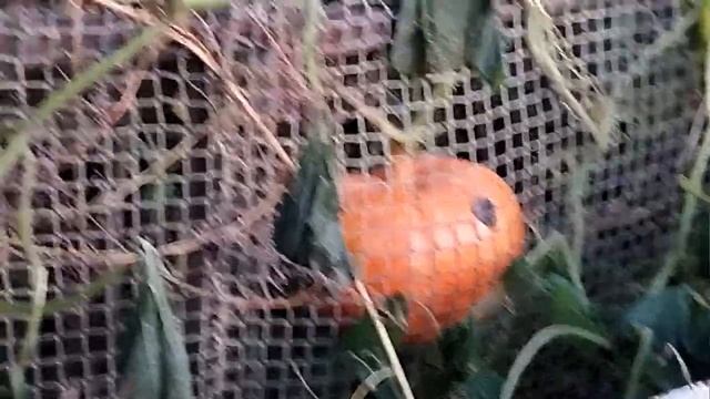 Из семечки самая большая ягода в мире отвечающая за выработку гормонов счастья на дачном участке смотреть онлайн