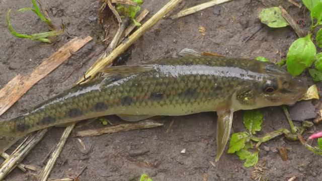 Поклёвки на поплавочную удочку на речке. Рыбалка. Fishing angeln câu cá memancing wędkarstwo 钓鱼 смотреть онлайн