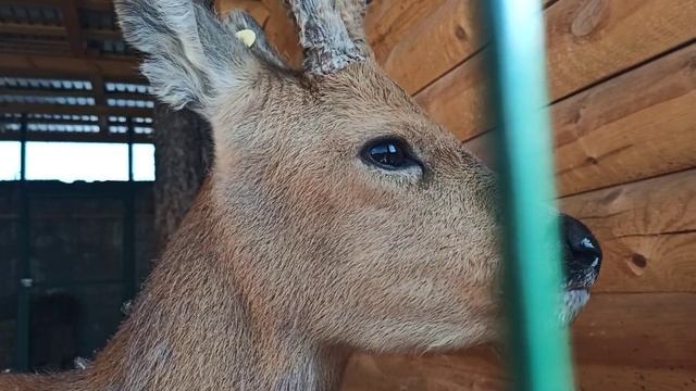 Абрикосики для Гриши??❤ смотреть онлайн