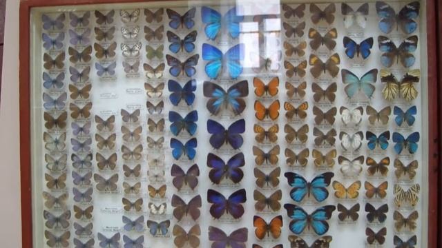 Lycaenidae. Семейство Голубянки. смотреть онлайн