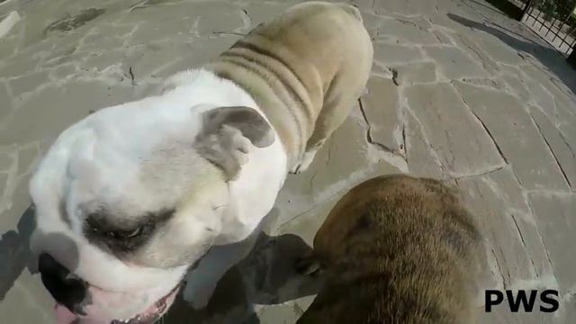 English Bulldog Price In India 2020 In Hindi