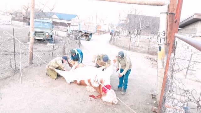 Весь процесс забоя . 2года 368кг мясом