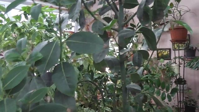 Знакомимся, моя гордость - 2,5 метра Лавр Благородный смотреть онлайн