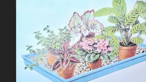 ПЕРЛИТ и ВЕРМИКУЛИТ | Использование в комнатном цветоводстве